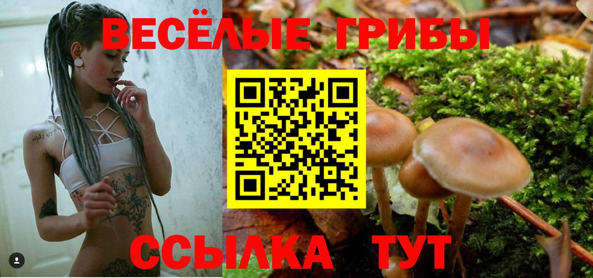 Курган  наркотики  Вход с VPN  Галлюциногенные грибы Psilocybine cubensis 